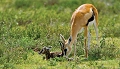  gazelle de thomson 
 Tanzanie 